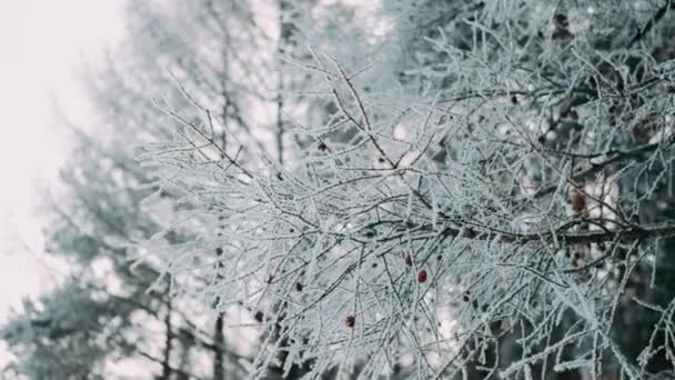 森林里飘落着白雪 节日气氛 针叶树被雪覆盖着 雪地上的树枝 大漂泊周围 冬日童话 — 图库视频影像