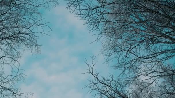 La neige blanche et duveteuse tombe dans la forêt. Humeur festive. Les conifères sont couverts de neige. Branches dans la neige. De grosses dérives. Conte de fées d'hiver 