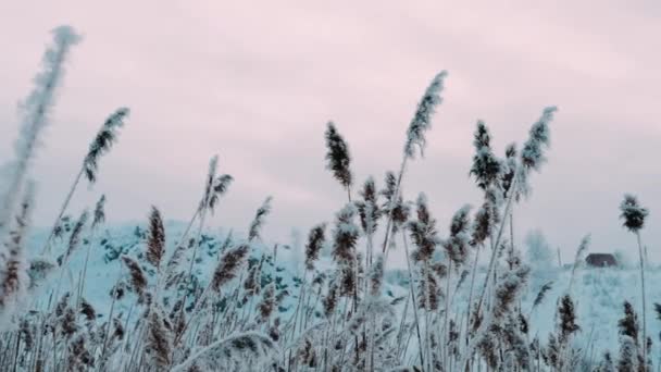 Riet Bedekt Met Rietvorst Zwaaiend Een Zacht Briesje Een Koude — Stockvideo