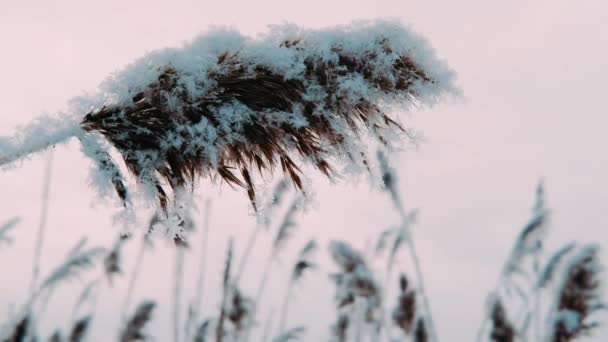 Reed Coperto Brina Brina Ondeggiante Una Leggera Brezza Una Fredda — Video Stock