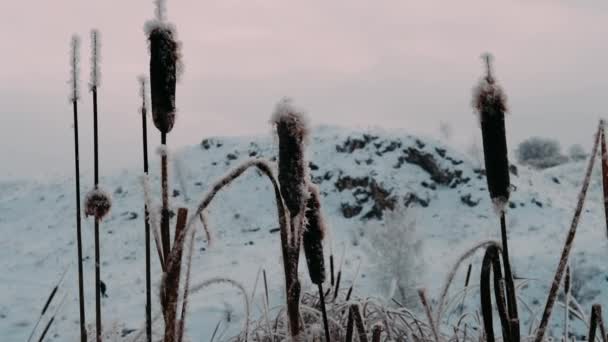 Riet Bedekt Met Rietvorst Zwaaiend Een Zacht Briesje Een Koude — Stockvideo