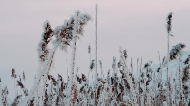 在寒冷的冬日早晨 芦苇被霜冻覆盖着 在微风中摇曳着 冰霜里德 冻结的植物 — 图库视频影像