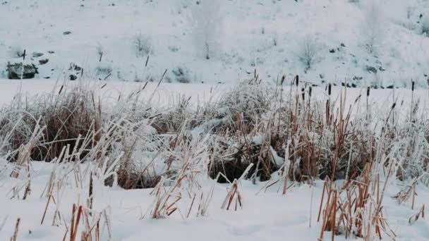 Mroźny Zimowy Poranek Trzcina Pokryta Mrozem Huśtającym Się Łagodnym Wietrze — Wideo stockowe