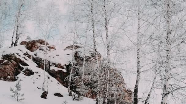 Witte Pluizige Sneeuw Valt Het Bos Feestelijke Stemming Naaldbomen Zijn — Stockvideo