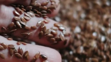 Doğal besin arkaplanı veya tahıl dokusu olarak kahverengi keten tohumu tohumları. Omega 3 yağ asitleriyle dolu keten tohumları. Yukarıdan aşağıya doğru. Sağlıklı beslenme organik besin
