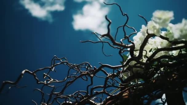 Кинематографический Пейзаж Сухое Дерево Берегу Против Неба Полное Движущихся Облаков — стоковое видео