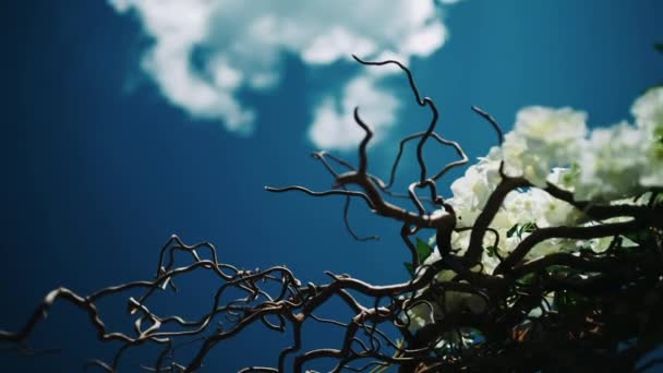 Sinema Manzarası Kıyıda Kuru Bir Ağaç Gökyüzüne Karşı Hareket Eden — Stok video