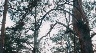 Bulutlu bir günde karlı kış ağaçları