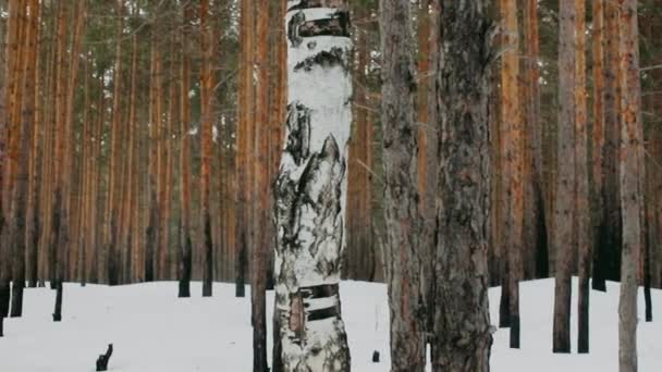 Зимние Деревья Снегом Пасмурный Серый День — стоковое видео