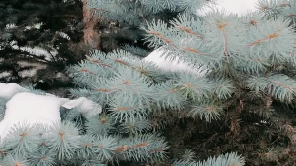曇りの灰色の日に雪のある冬の木 — ストック動画