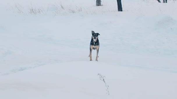 在多云的冬天 狗在雪地里奔跑 — 图库视频影像