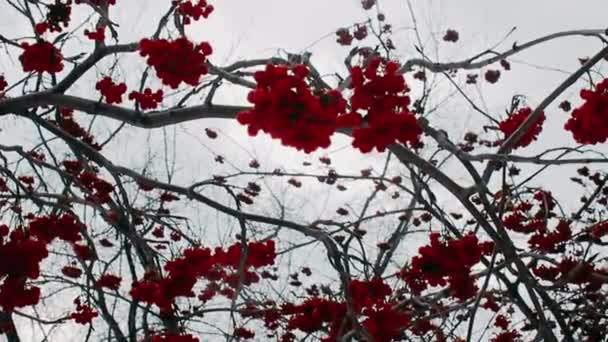 曇りの灰色の日に雪のある冬の木 — ストック動画