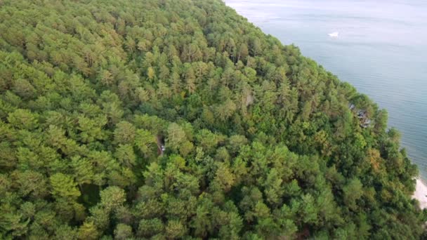 Copacii Molid Dezvăluie Față Abruptă Stâncă Acoperită Pădure Conifere Coasta — Videoclip de stoc