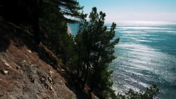 Floresta Verde Verão Belas Árvores — Vídeo de Stock