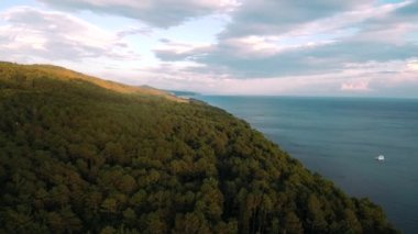 Yaz mevsiminde yeşil orman Güzel ağaçlar