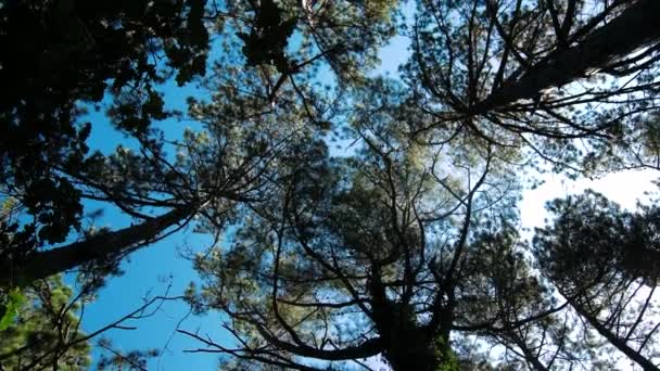 Zöld Erdő Nyáron Gyönyörű Fák — Stock videók