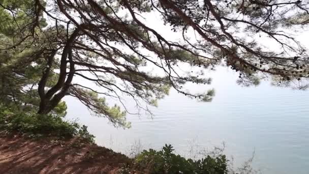 Arbres Verts Dans Les Rayons Soleil Arbres Verts Luxuriants Été — Video