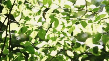 Güneş ışınlarında yeşil ağaçlar. Bereketli yeşil yaz ağaçları.