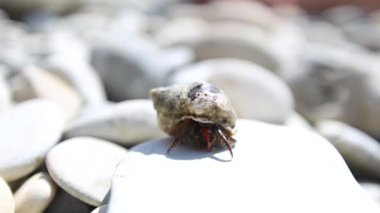 Sarmal kabuklu güzel bir yengecin yakın görüntüsü, kamera hareketli video. Paradise Cocos Adaları 'ndaki keşiş yengeci.