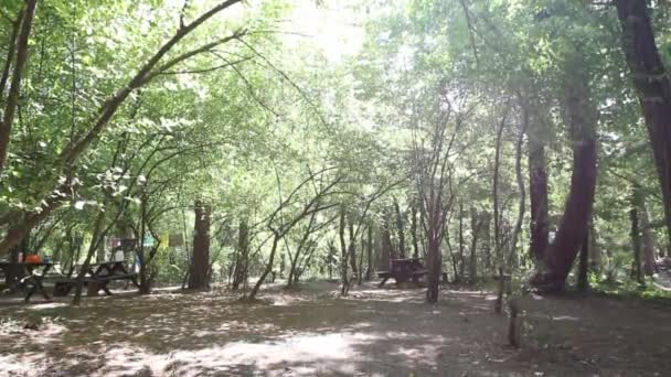 Groene Bomen Stralen Van Zon Weelderige Groene Zomerbomen — Stockvideo