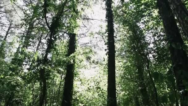 太陽の光の中で緑の木 緑豊かな夏の木 — ストック動画