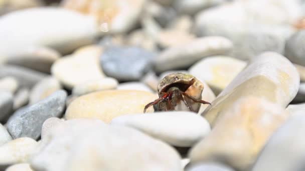 在螺旋壳中看到一只漂亮的寄居蟹的合影 视频上有拍摄镜头 天堂可可岛上的寄居蟹 — 图库视频影像