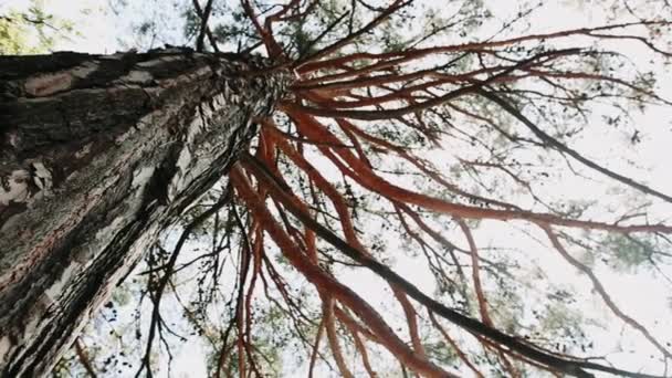 Arbres verts dans les rayons du soleil. Arbres verts luxuriants d'été .