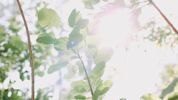 太陽の光の中で緑の木 緑豊かな夏の木 — ストック動画