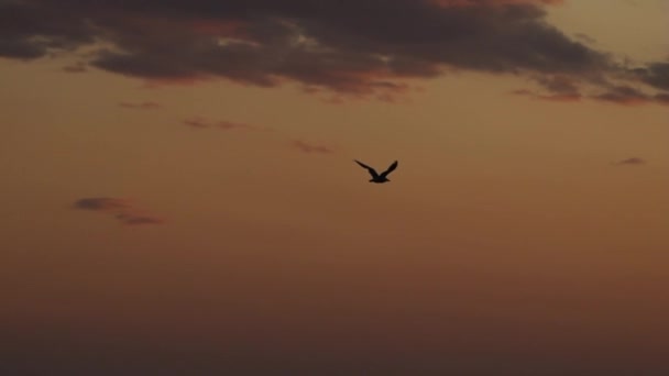 Rode Zonsondergangen Boven Zee Zon Raakt Horizon Rode Lucht Gele — Stockvideo