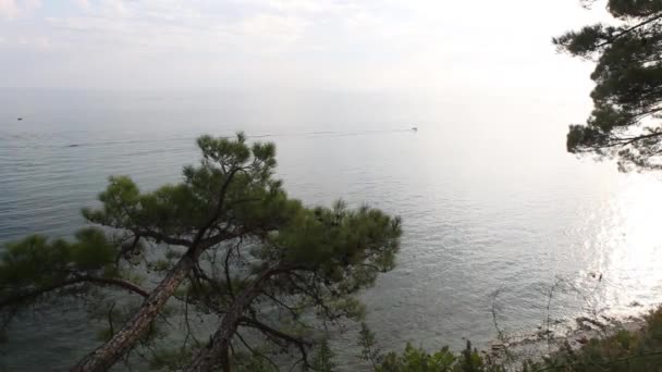 Arbres Verts Dans Les Rayons Soleil Arbres Verts Luxuriants Été — Video