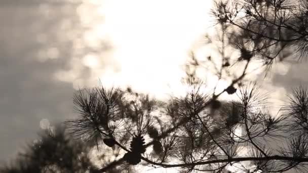 Alberi Verdi Raggi Del Sole Alberi Estivi Verdi Lussureggianti — Video Stock