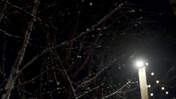 Árbol Invierno Por Noche Ramas Sin Hojas — Vídeos de Stock