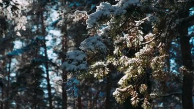 Sinemagraf. Çam ormanında kar yağışı. Ormanın derinliklerinde bir patikası olan güzel bir kış manzarası. 4K
