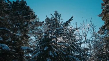  Karlı Noel Ağaçları 'yla Dağ Çam Ormanı' na kış yağışı. Ağır çekim. Kış dönemi. Bir kış günü kar yağıyor ve köknar ağaçları örtülüyor. Kış kar fırtınası. Kar taneleri düşüyor