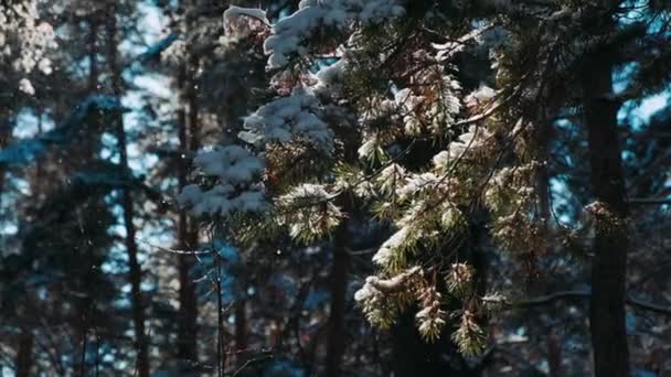 雪のクリスマスツリーと山の松の森の冬の雪 スローモーション 冬の背景 雪が降って冬の日にモミの木を覆いました 冬の雪嵐 転落する雪片 — ストック動画