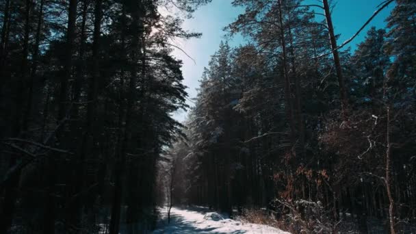 Wintersneeuwval Het Dennenbos Met Besneeuwde Kerstbomen Slow Motion Winter Achtergrond — Stockvideo