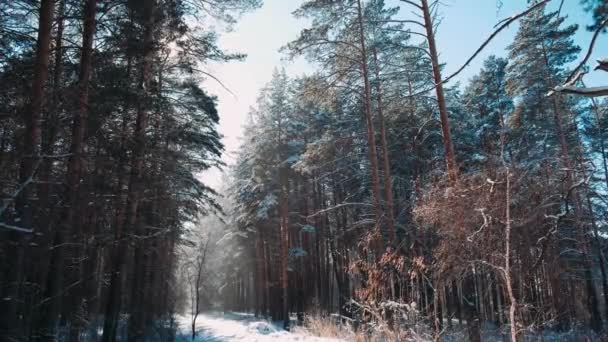 Det Film Snöfall Tallskogen Vackert Vinterlandskap Med Stig Djupt Skogen — Stockvideo