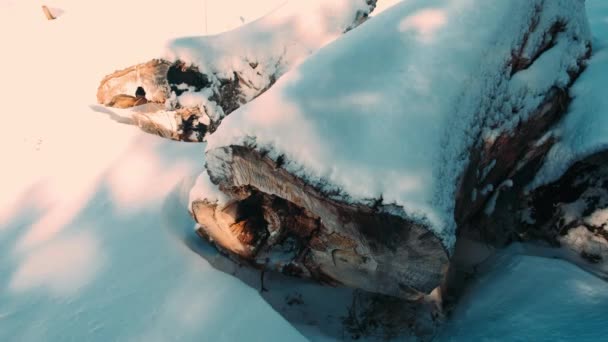 Oco Grande Tronco Uma Árvore Deitada Chão Inverno Vento Sopra — Vídeo de Stock