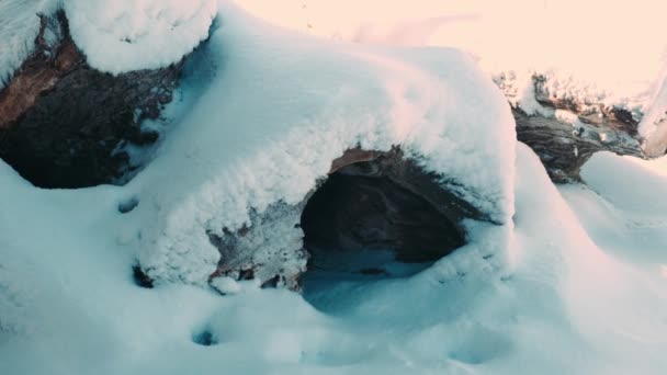 Hueco Tronco Grande Árbol Acostado Suelo Invierno Viento Sopla Vierte — Vídeo de stock