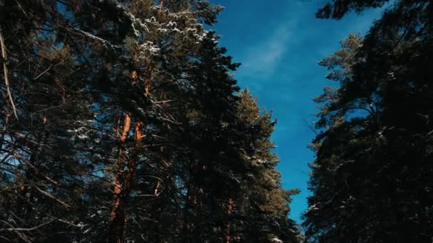 冬季降雪的山松森林与雪地的圣诞树 慢动作冬天的背景冬天降雪盖满冷杉树 冬天的暴风雪 雪花飘落 — 图库视频影像