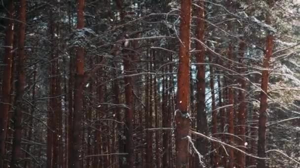 Cinemágrafo Floresta Neve Floresta Pinheiros Bela Paisagem Inverno Com Caminho — Vídeo de Stock