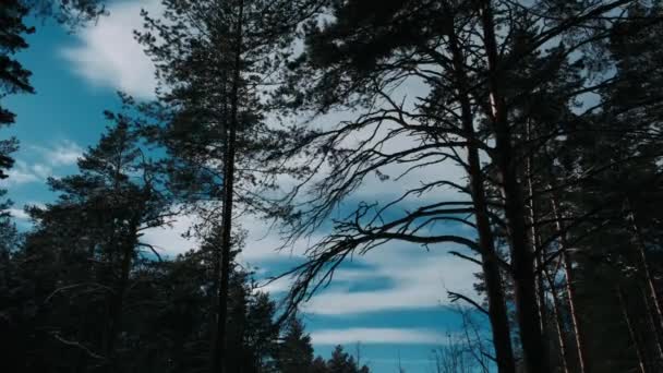 Winterlicher Schneefall Latschenkiefernwald Mit Verschneiten Weihnachtsbäumen Zeitlupe Winter Hintergrund Schneefall — Stockvideo