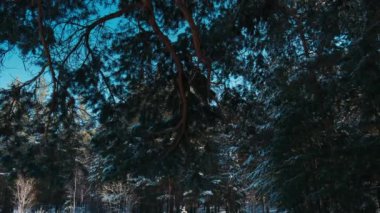  Karlı Noel Ağaçları 'yla Dağ Çam Ormanı' na kış yağışı. Ağır çekim. Kış dönemi. Bir kış günü kar yağıyor ve köknar ağaçları örtülüyor. Kış kar fırtınası. Kar taneleri düşüyor