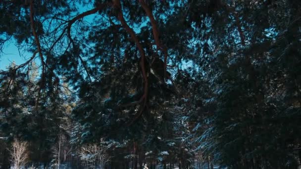 Wintersneeuwval Het Dennenbos Met Besneeuwde Kerstbomen Slow Motion Winter Achtergrond — Stockvideo