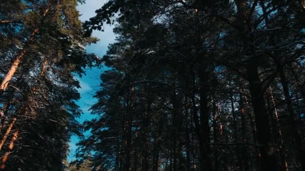 Chute Neige Hivernale Dans Forêt Pins Montagne Avec Des Arbres — Video