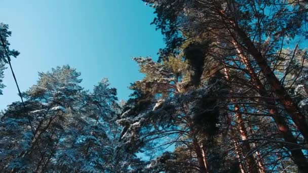 Bioscoopfiguur Sneeuwval Het Dennenbos Prachtig Winterlandschap Met Een Pad Diep — Stockvideo