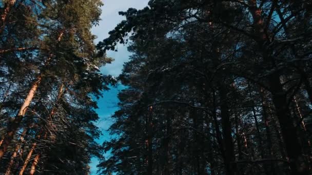 Chute Neige Hivernale Dans Forêt Pins Montagne Avec Des Arbres — Video