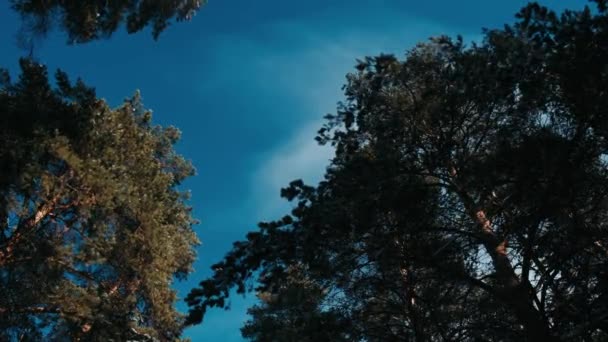 시네마 그래프 소나무 내린다 아름다운 과깊은 있습니다 — 비디오