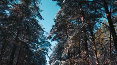  Karlı Noel Ağaçları 'yla Dağ Çam Ormanı' na kış yağışı. Ağır çekim. Kış dönemi. Bir kış günü kar yağıyor ve köknar ağaçları örtülüyor. Kış kar fırtınası. Kar taneleri düşüyor