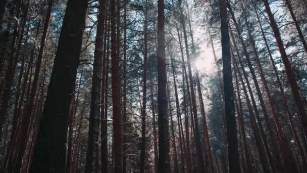 Moziba Megyünk Havazik Fenyőerdőben Gyönyörű Téli Táj Erdő Mélyén — Stock videók